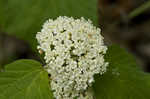 Mapleleaf viburnum